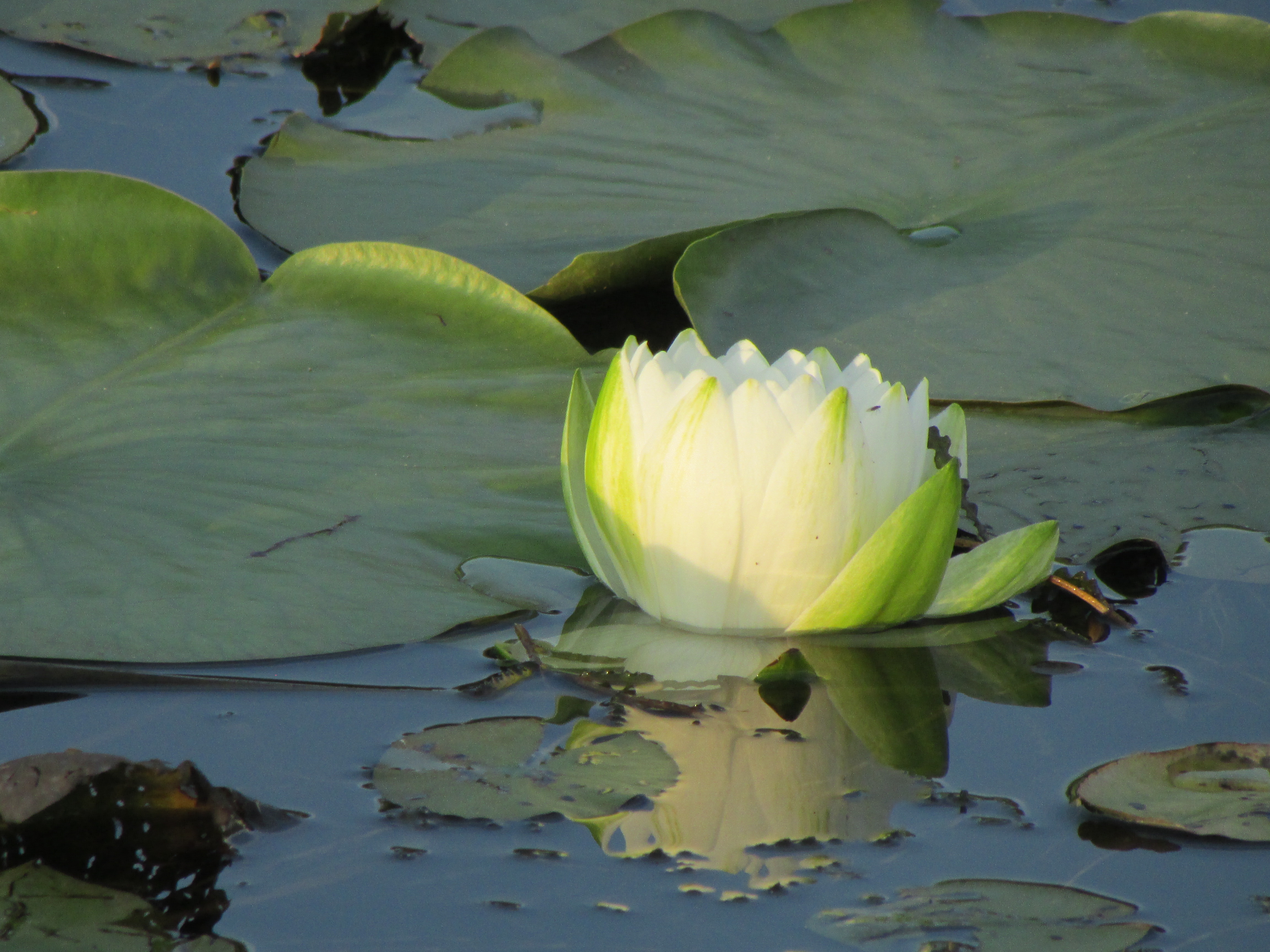 lily pad